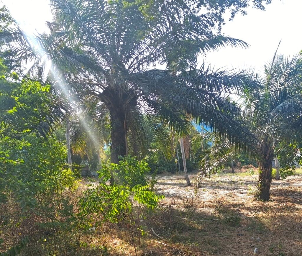 5 Parcelles ensembles au bord du goudron inter état Cotonou Porto novo